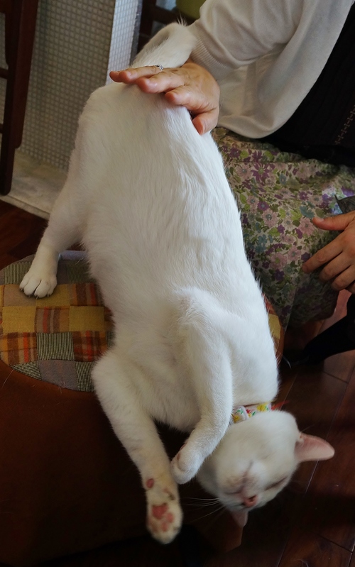 Cafe Yooi (カフェ ヨーイ)の猫たち @池田市・石橋_b0063958_7494377.jpg
