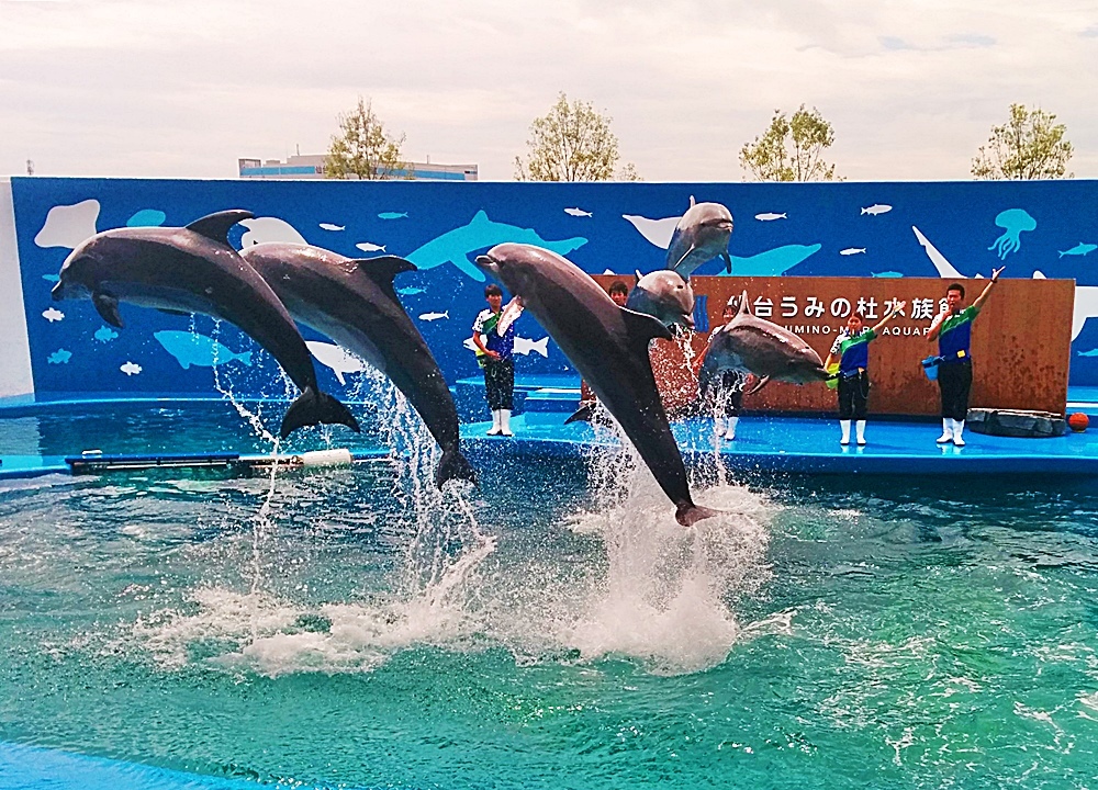 今日は「海の日」 仙台うみの杜水族館 未知を開く＠道を拓く