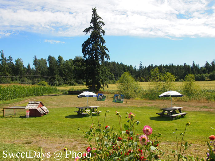 新鮮なトウモロコシを求めて！Silver Meadows Farm_e0046675_9151583.jpg