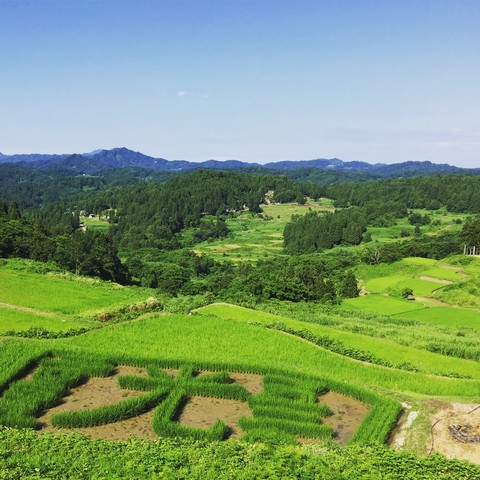 大月の棚田「今年の文字」は?_d0182179_18393863.jpg