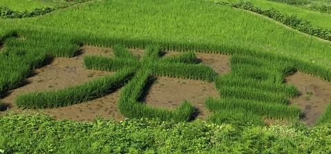 大月の棚田「今年の文字」は?_d0182179_19111241.jpg