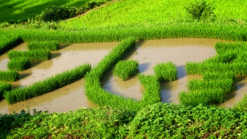 大月の棚田「今年の文字」は?_d0182179_191746100.jpg