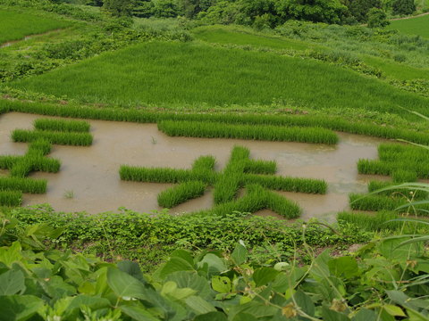 大月の棚田「今年の文字」は?_d0182179_19281550.jpg