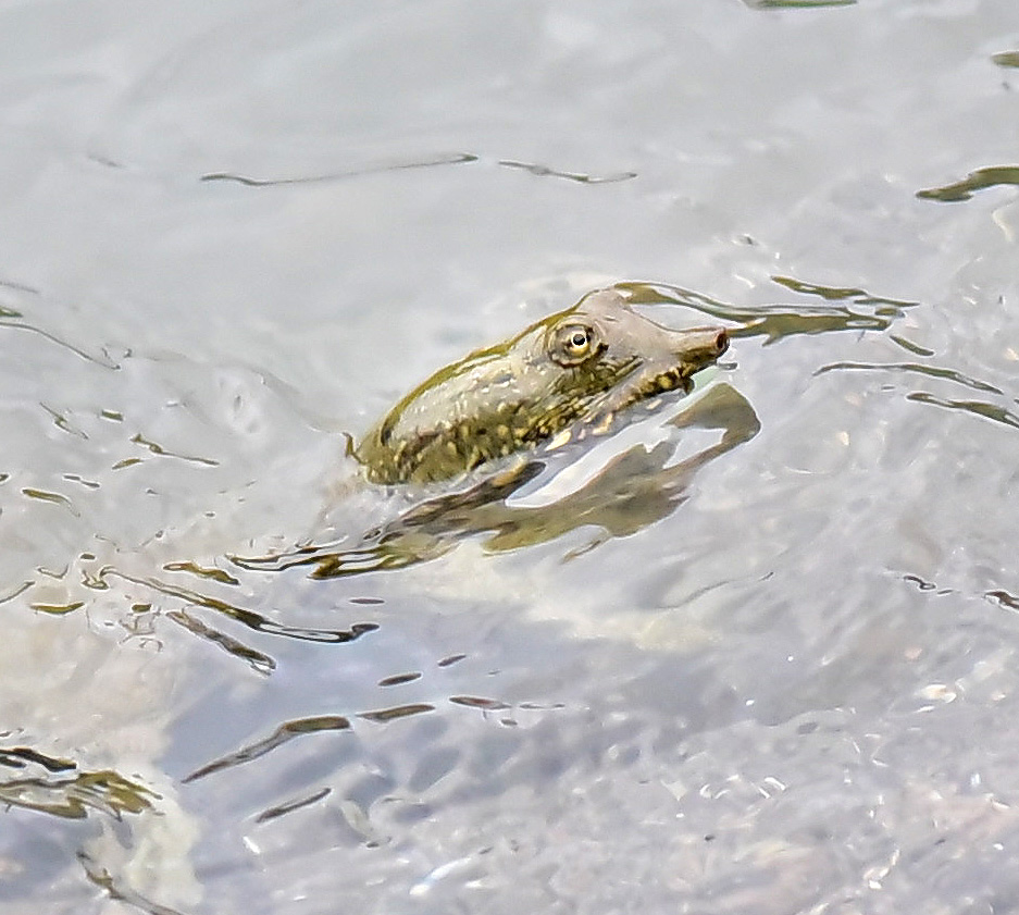 2015年7月　野鳥_c0176183_19564041.jpg