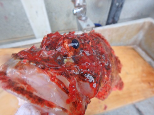 カヤックフィッシングで釣れた魚_d0195183_2325883.jpg