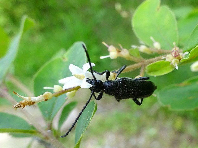 花に群がるハナカミキリの仲間 花と葉っぱ 花に群がるハナカミキリの仲間 花と葉っぱ