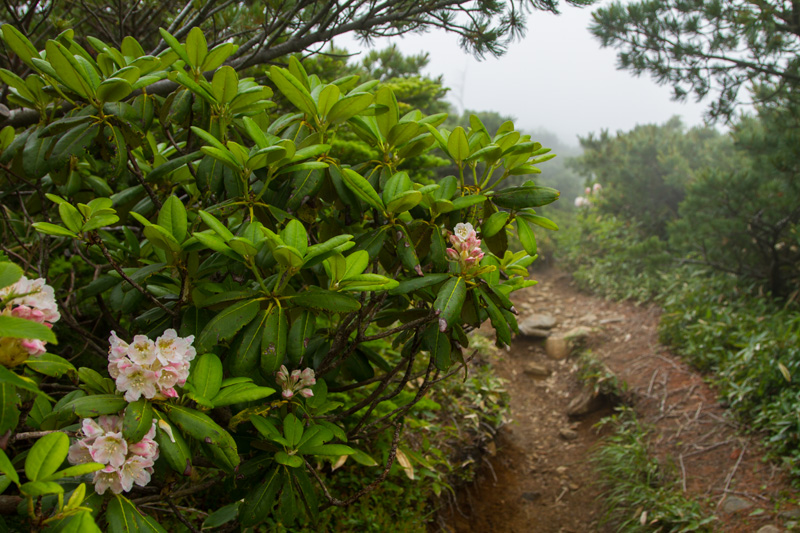 群馬県 嬬恋村 草津町 本白根山_c0092386_2011382.jpg