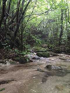 山歩き（照葉樹林帯）_a0244794_194486.jpg