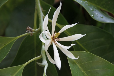 超珍しい花 上品な香 ギンコウボク苗　蕾つき ギンコウボク（銀厚朴） | フラワーパークかごしま