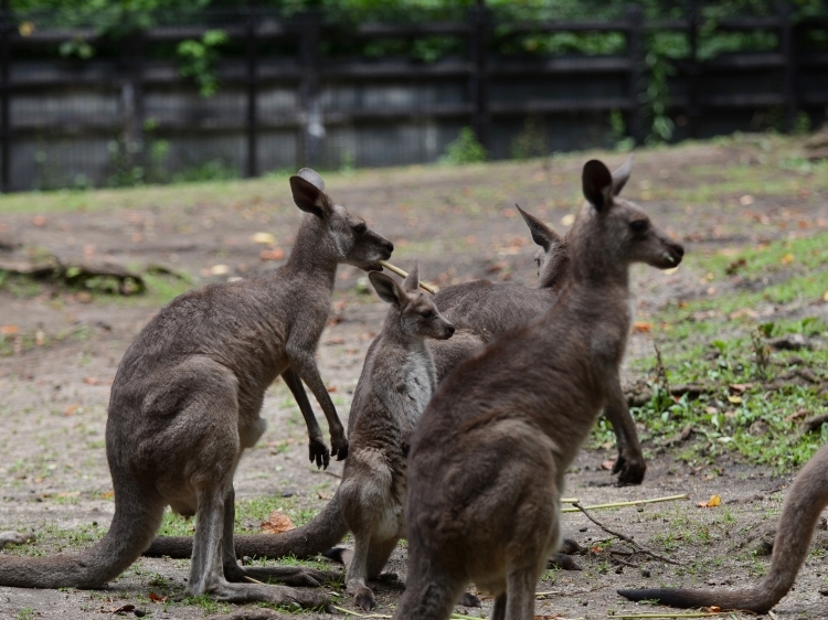 引っ越し中のカンガルー_a0164204_09573199.jpg