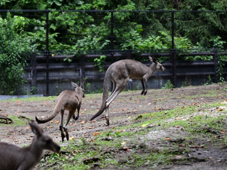 引っ越し中のカンガルー_a0164204_10104343.jpg