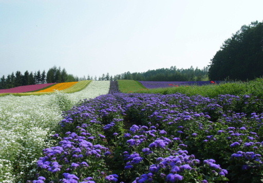 ゆい一家の富良野。_a0337807_11090480.jpg