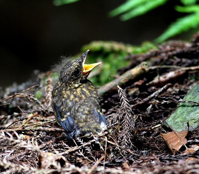 山間で出会ったオオルリ巣立ち雛を 一期一会の野鳥たち