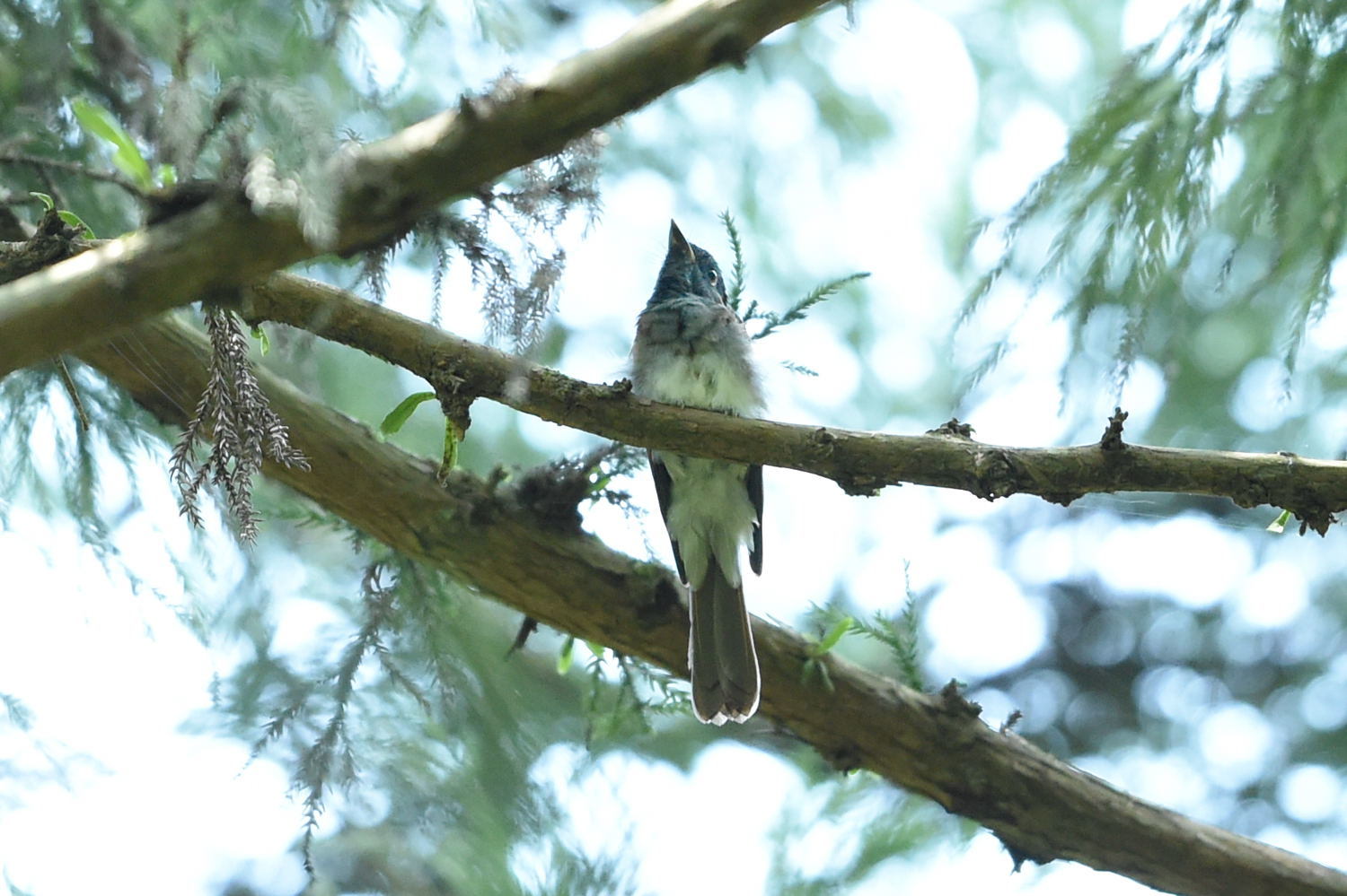 苦しい野鳥撮り ～サンコウチョウ～_f0133213_18453489.jpg