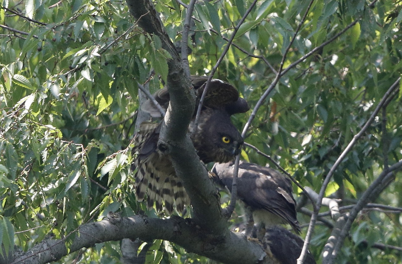 アオバズクの雛の巣立ちした姿に合ってきました。_f0239515_23162380.jpg