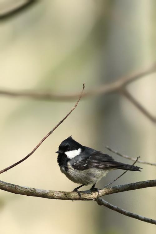 2015高原の鳥達／大好きなヒガラ！_f0178716_13413528.jpg