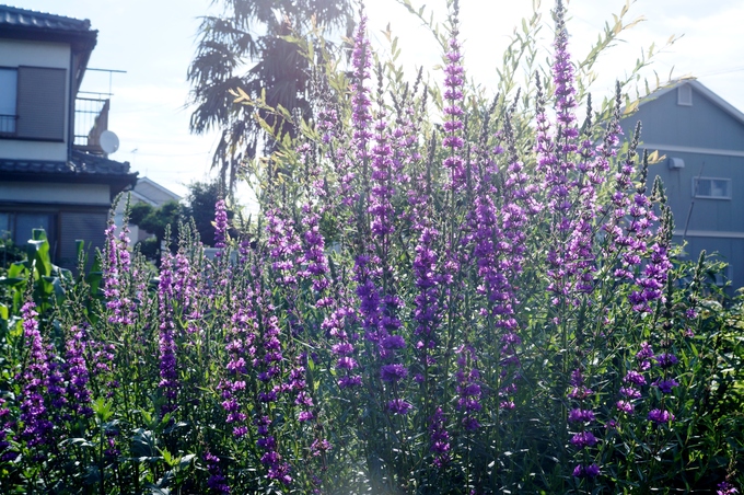 【Myファームの花達③グラジオラス④ミソハギ】です♪_b0033423_2354228.jpg
