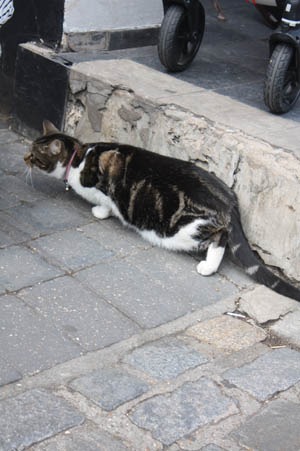 プリムローズ・ヒルの猫_b0199526_21141891.jpg