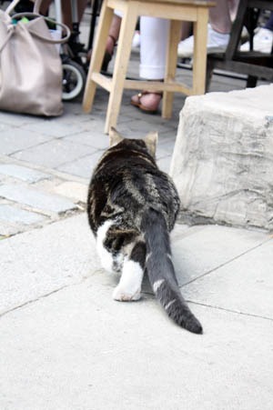 プリムローズ・ヒルの猫_b0199526_2114487.jpg