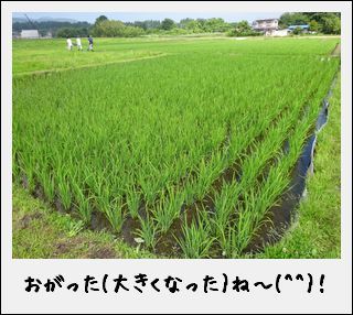 「みつけた～！」田んぼの草取り＆生き物観察なのだ♪_c0259934_11092577.jpg