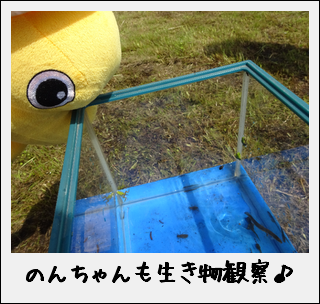 「みつけた~!」田んぼの草取り&生き物観察なのだ♪_c0259934_11200249.png