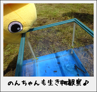 「みつけた～！」田んぼの草取り＆生き物観察なのだ♪_c0259934_11200249.png