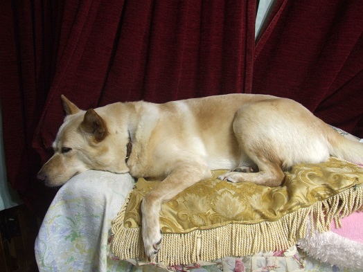 ストーカー犬 油絵画家 永月水人のart life ストーカー犬 油絵画家 永月水人のart life