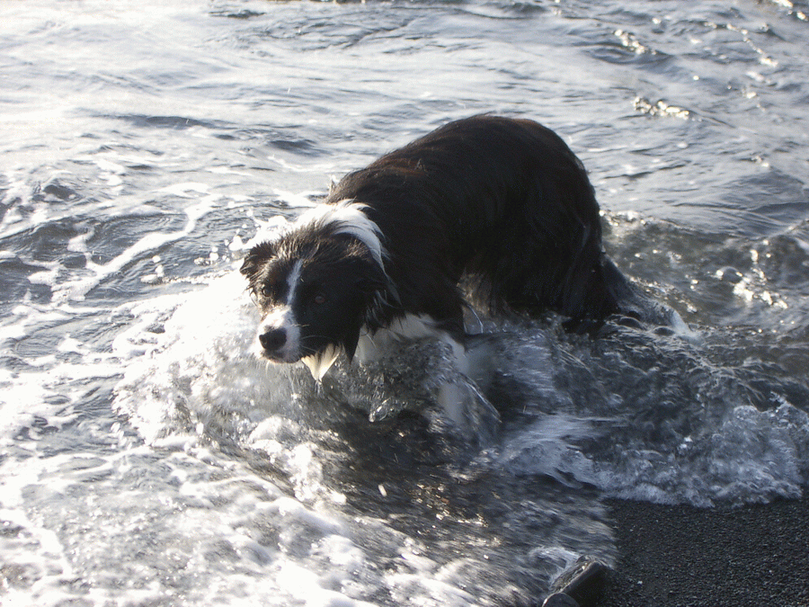 e0128144_05181719.gif