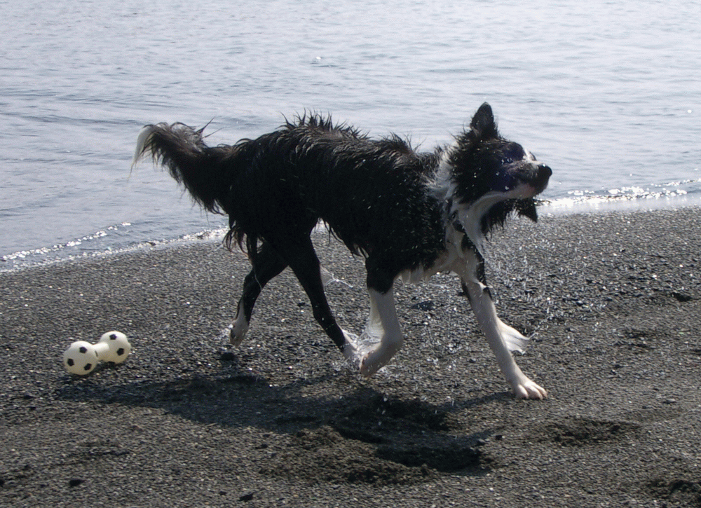 e0128144_05185560.gif