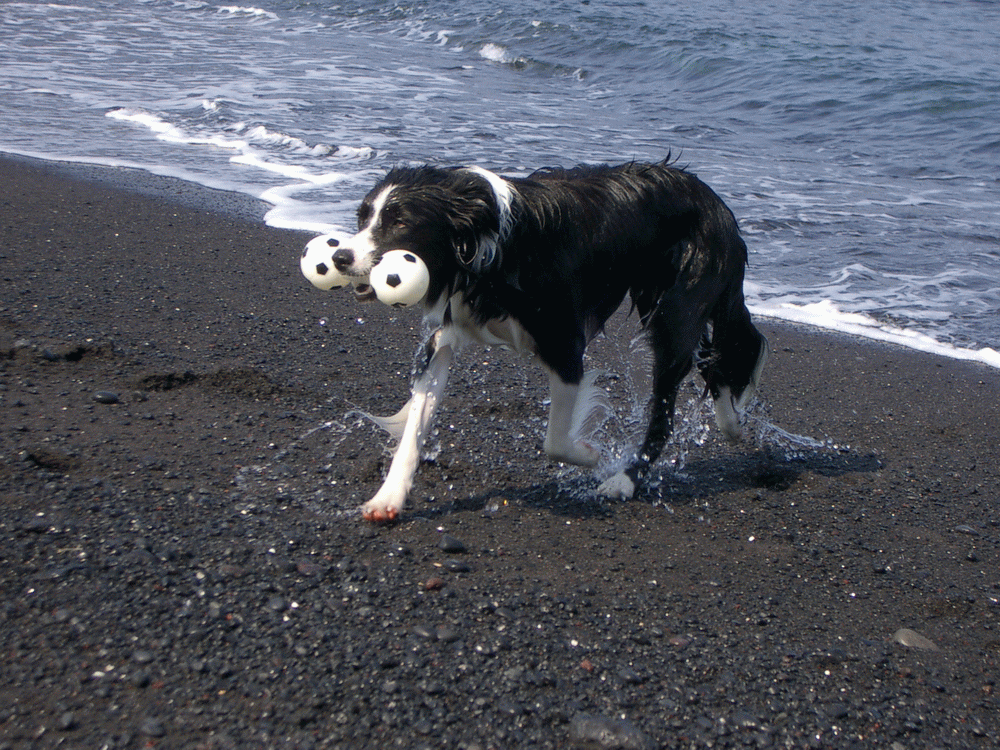 e0128144_05190591.gif