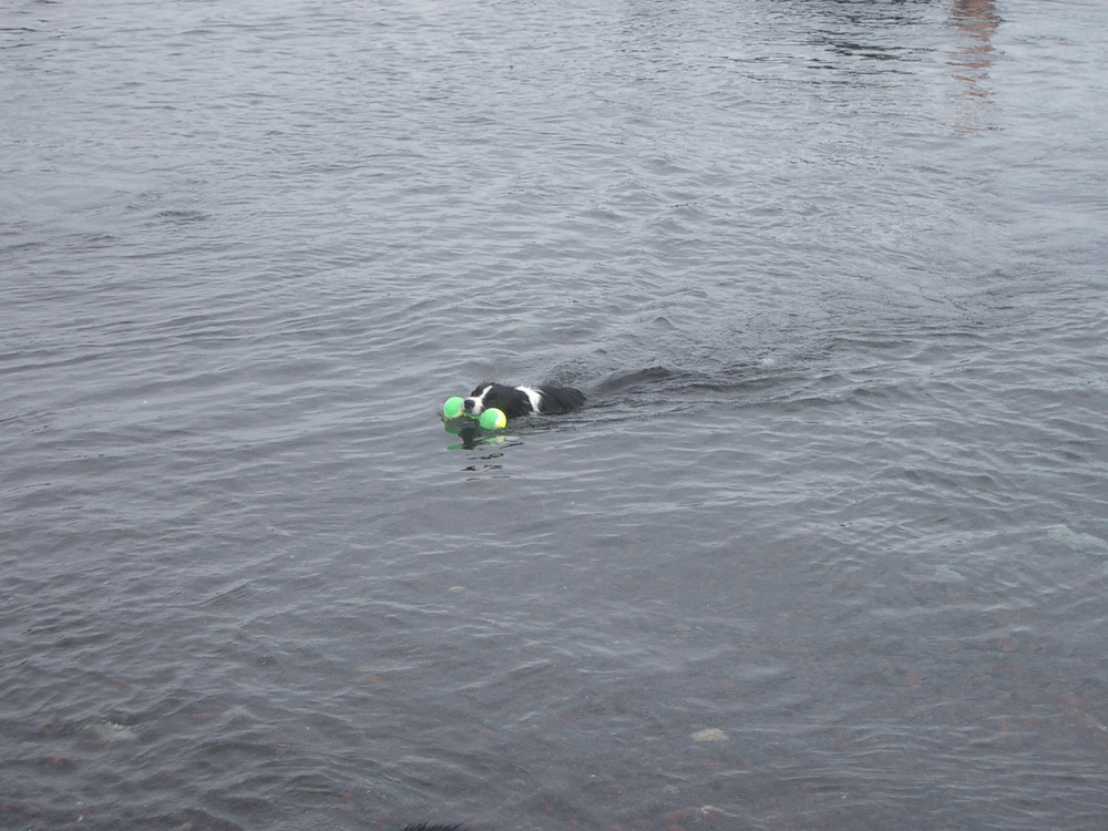 e0128144_05195341.gif