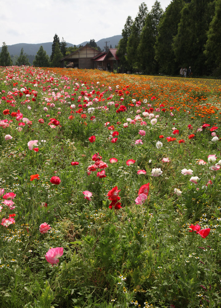 三重県　メナード青山　ハーブガーデン　花達_c0108146_229895.jpg