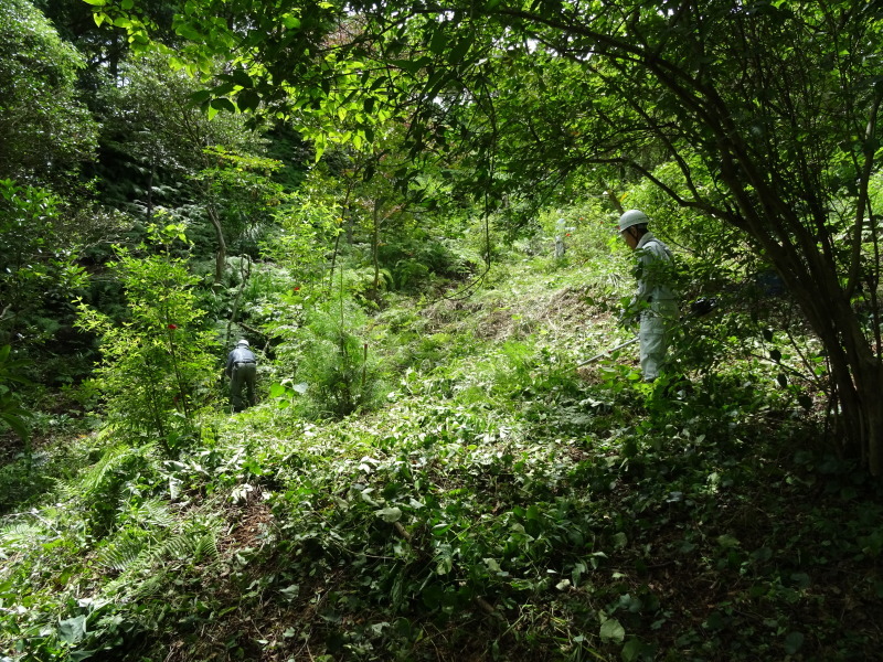 イノシシと知恵比べ開始　in　孝子の森_c0108460_23374709.jpg