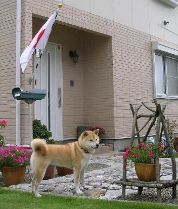 ’15,7,21(火)どうして柴犬が好きかっていうとね!_f0060461_12571684.jpg