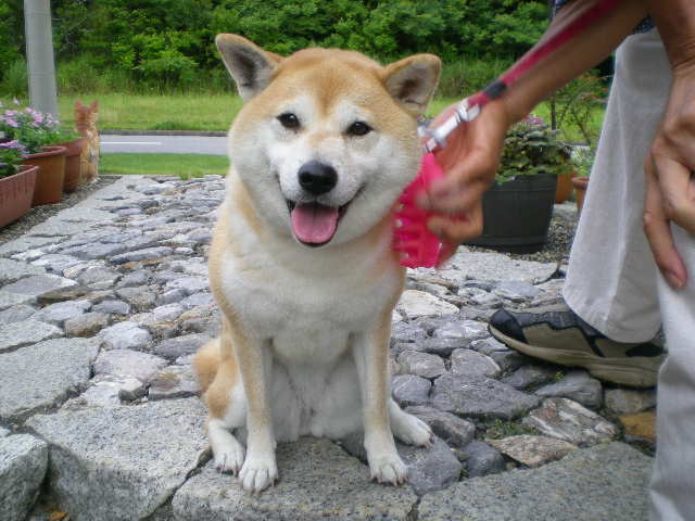 ’15,7,21(火)どうして柴犬が好きかっていうとね!_f0060461_13123131.jpg
