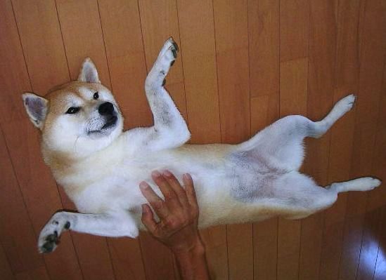 ’15,7,21(火)どうして柴犬が好きかっていうとね!_f0060461_13144687.jpg