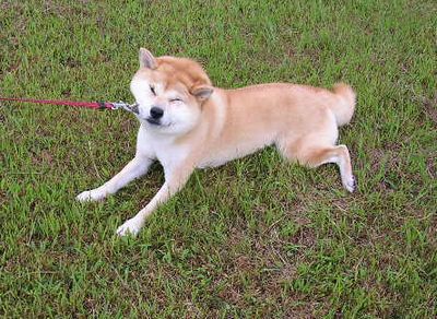 ’15,7,21(火)どうして柴犬が好きかっていうとね!_f0060461_13443861.jpg