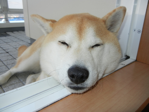 ’15,7,21(火)どうして柴犬が好きかっていうとね!_f0060461_1354597.jpg