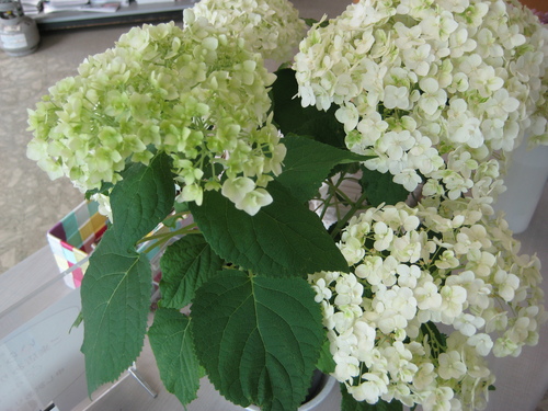 夏が来た!!_f0230767_11563299.jpg
