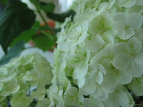 夏が来た!!_f0230767_1156453.jpg