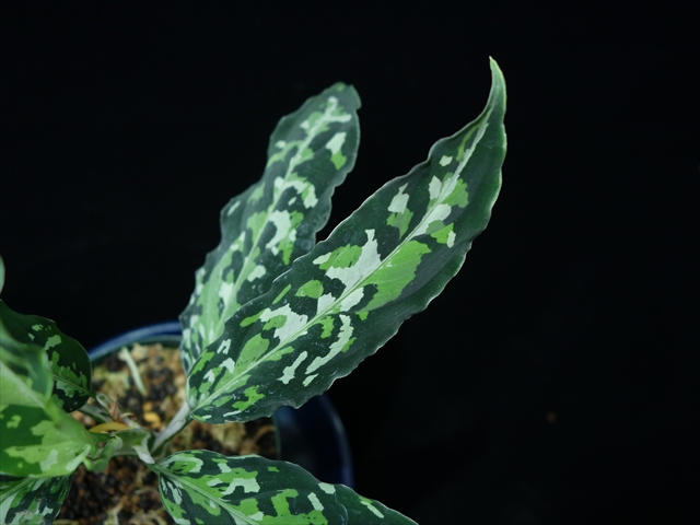 Aglaonema pictum