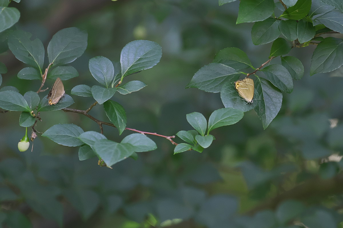 炎天下　ウチワヤンマ（団扇蜻蜒）他_a0083081_18121593.jpg