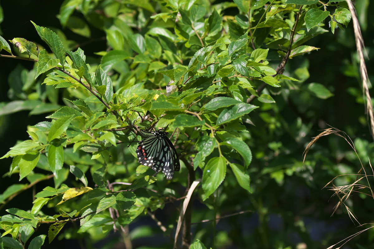 炎天下　ウチワヤンマ（団扇蜻蜒）他_a0083081_181291.jpg