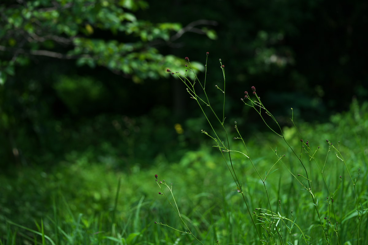 炎天下　ウチワヤンマ（団扇蜻蜒）他_a0083081_18142514.jpg