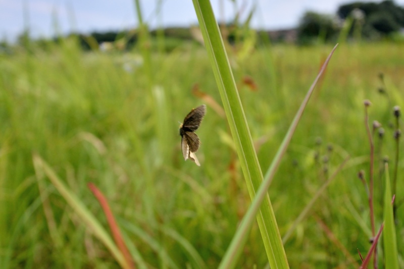 小畔川便り（ギンイチの飛び出し:2015/7/15）_f0031682_1757771.jpg