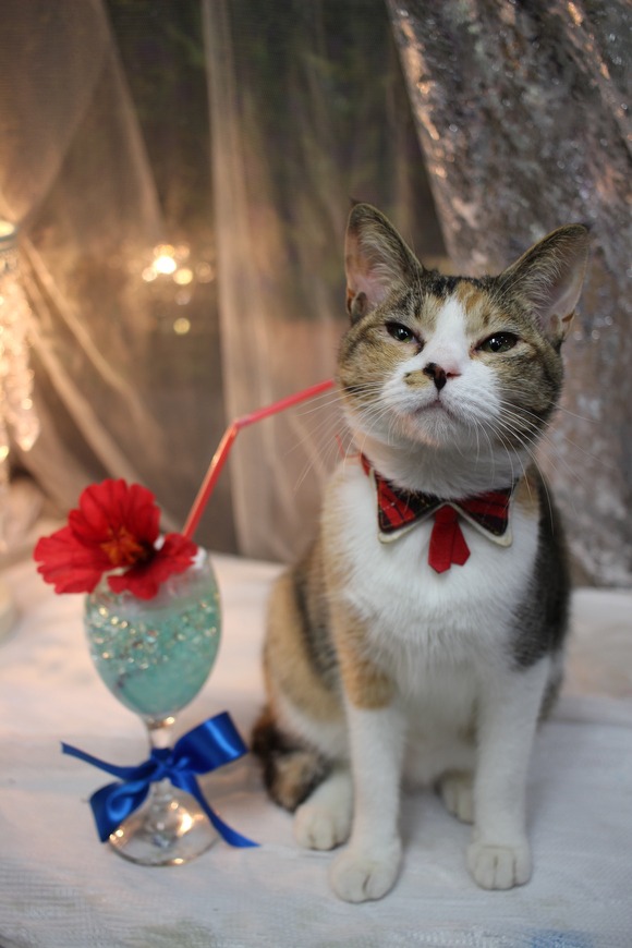 【国内発送】 トロピカルジュースを自作でちゅ♪ : 花猫庵 人形