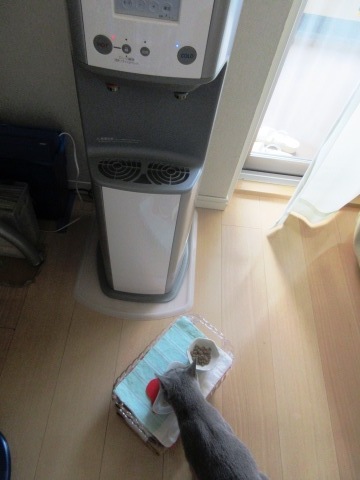 クララがやってきた その2_c0310987_17572538.jpg