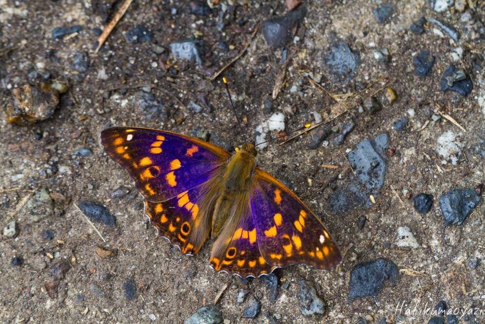 e0123889_20394470.jpg