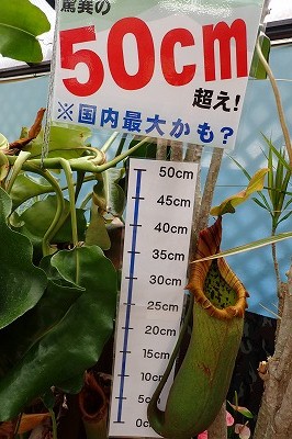 ウツボカズラ、驚異の50センチ越え_f0203094_13355259.jpg