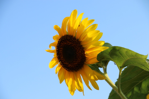 孫３人を連れて、花沢大橋北側のひまわり畑へ・・・７_c0075701_1822128.jpg